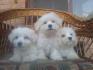 Coton de Tulear (Tulearski pas)