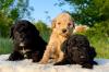 Labradoodle-labradudl (labrador + pudla)