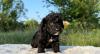 Labradoodle-labradudl (labrador + pudla)