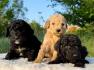 Labradoodle-labradudl (labrador + pudla)