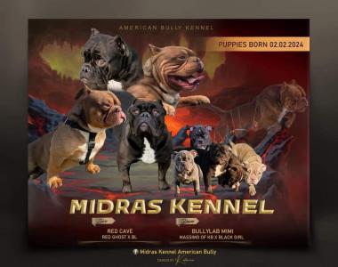 American bully 