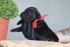 Cane Corso stenci