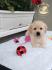 Labrador retriver prelepi stenci