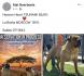 Boerboel - južnoafrički mastif štenci