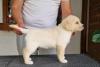 Labrador retriver