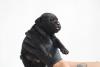 Cane Corso stenci