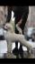 Štenci velike kraljevske poodle