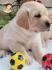 Labrador retriver prelepi stenci