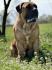 Boerboel - južnoafrički mastif štenci