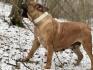 Boerboel - južnoafrički mastif štenci