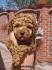 Pudla