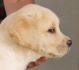 Labrador retriver