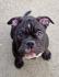 American bully 