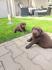 Labrador retriver
