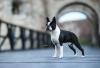 Boston terrier stenci