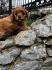 Cavapoo prelepi stenci