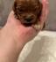 Cavapoo prelepi stenci