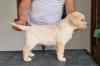 Labrador retriver