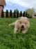 Chow chow štenci
