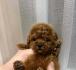 Dostupne bebe toy i mini pudle,