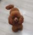 Dostupne bebe toy i mini pudle,