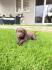 Labrador retriver