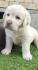 Labrador retriver braon i žuti štenci