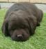 Labrador retriver braon i žuti štenci