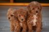 Maltipoo štenci