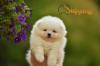 Pomeranac Boo. Tea cup štene