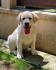 Labrador retriver