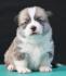 Velski korgi/Welsh Corgi Pembroke