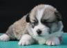 Velski korgi/Welsh Corgi Pembroke