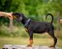 Doberman prelepi štenci