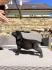 Labrador retriver