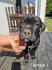 Cane Corso prelepi štenci