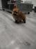 Pomeranski spic