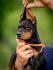 Doberman prelepi štenci