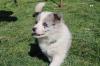 Štenci Border Collie