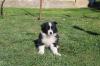 Štenci Border Collie