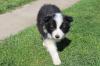 Štenci Border Collie