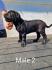 Cane Corso prelepi štenci