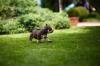 Američki Buli / American Bully Pocket štenci