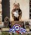 Američki Buli / American Bully Pocket štenci