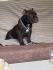 American Bully Exotic Micro puppies, Američki bully exotic micro štenci
