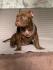 American Bully Exotic Micro puppies, Američki bully exotic micro štenci