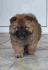 Cau Cau Chow Chow  Stenad oba pola