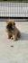Cau Cau Chow Chow  Stenad oba pola