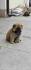 Cau Cau Chow Chow  Stenad oba pola