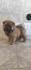 Cau Cau Chow Chow  Stenad oba pola